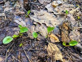 The first spring sprouts of plants in the ground. photo