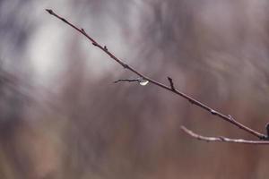 raindrops on a branch of a leafless tree in close-up in January photo