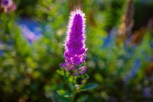 púrpura flor en un arbusto en el tarde Dom foto