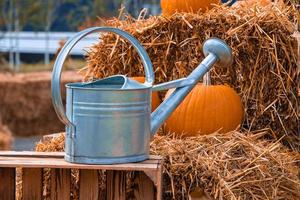 big autumn orange pumpkins in an outdoor garden photo