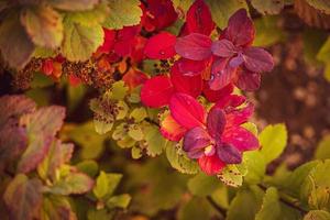 shrub with red leaves in closeup on a warm autumn day in the garden photo