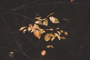 l golden autumn leaves on a tree in a park under warm october sun photo