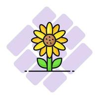 A beautifully designed vector of sunflower, an attractive icon of sunflower