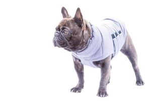 French bulldog dog in a gray vest on a white background isolate. Portrait of a dressed dog, pet. photo