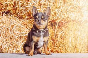 A small breed dog on a background of straw. Portrait of a tricolor chihuahua. A pet, an animal. photo