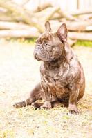 French bulldog sitting on the grass on a sunny day. A black and brindle dog, a pet, an animal. photo