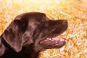 Profile of a black labrador retriever on a background of straw on a sunny day. Portrait of a dog. photo