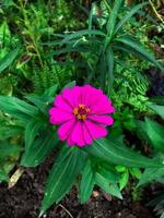 Flowers Red zinnia elegans. Color nature background. photo