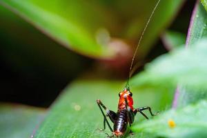 close up red and black cricket on a green leaf photo