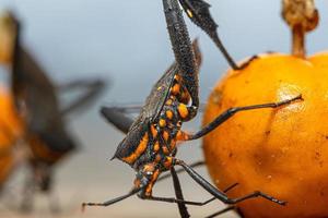 alto contraste macro foto de un besos bicho, a menudo conocido en latín America como vinchuca, se extiende chagas enfermedad. usted lata tener eso y no incluso saber él.