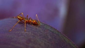 fire red ants on purple leaf photo