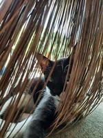 Black and white kitten and a broom stick photo