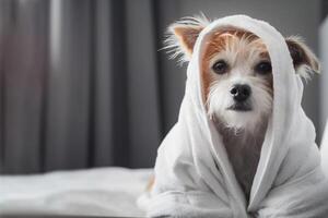 Dog is relaxing after bath. Pets spa, grooming salon, pet resort. Animal care service, bathing. Rest, relax, wellness. Copy space for text, advertising. . photo