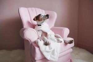 Dog is relaxing on pink armchair. Pets spa, grooming salon, pet resort. Animal care service, bathing. Rest, relax, wellness. . photo