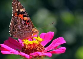 close up of Painted Lady butterfly on flower photo