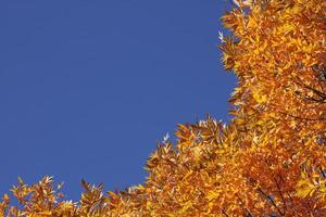 top of trees over blue sky at fall photo