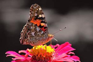 Painted Lady butterfly on flower over black background photo