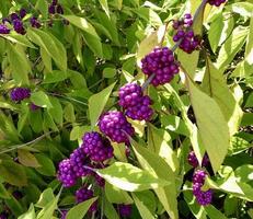 Clusters of deep purple berries of American Beautyberry photo