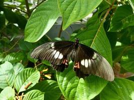 Ruby-spotted swallowtail butterfly on a green leaf photo