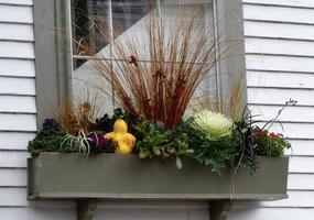 Fall window box with kale and grasses photo