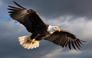 Bald eagle soaring in the sky with wings spread wide. The background is cloud. photo