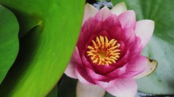 pink water lily close up, summer flower photo