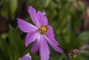 Pink Cosmos flower with yellow pistils photo