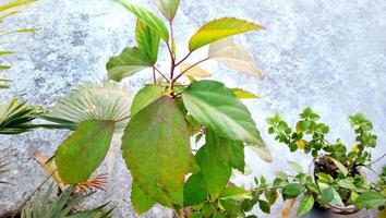 Green leaves of a plant in a pot photo