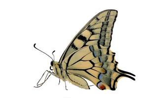 papilio machaon mariposa aislado en blanco foto