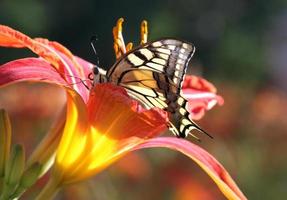 papilio machaon mariposa sentado en flor foto