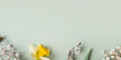 Spring flowers banner flat lay composition on pastel green background with copy space. Daffodils and willow top view photo