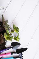 Home plants and the soil with gardening tools flat lay, top view. Home planting, home gardening concept photo