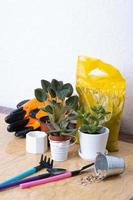 Home gardening concept. Plants and gardening tools with gloves, pots on marble table photo