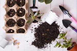 Planting house plants and seedlings. Spring home gardening concept flat lay, top view photo