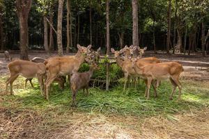 Herd of deer eating grass in the zoo photo