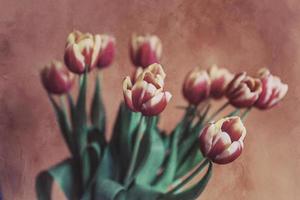 delicate spring yellow-red tulip in close-up on background photo