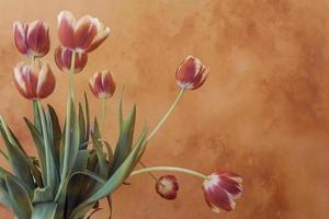 delicate spring yellow-red tulip in close-up on background photo