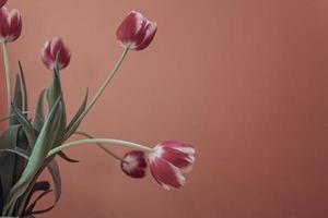 delicate spring yellow-red tulip in close-up on background photo