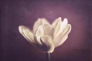 delicate spring yellow single tulip in close-up on background photo