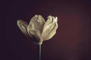 delicate spring yellow single tulip in close-up on background photo