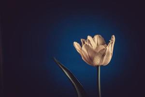 delicate spring yellow single tulip in close-up on background photo