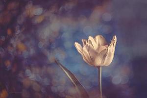 delicate spring yellow single tulip in close-up on background with bokeh photo