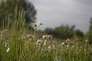 view of the summer meadow with white flowers photo