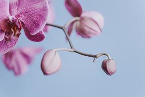 pink delicate blossoming orchid on the background photo