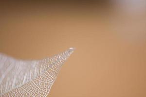 white openwork leaf close-up interesting original background photo