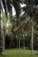 tranquil landscape with green palm trees photo