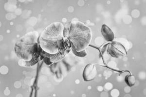 pink delicate blooming orchid on blue bokeh background photo