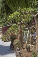 floral decoration in Puerto de Mogan, Gran Canaria, Spain photo