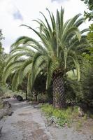 landscape by the road among exotic palm trees photo