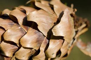 abstract background with brown pine cones close-up photo